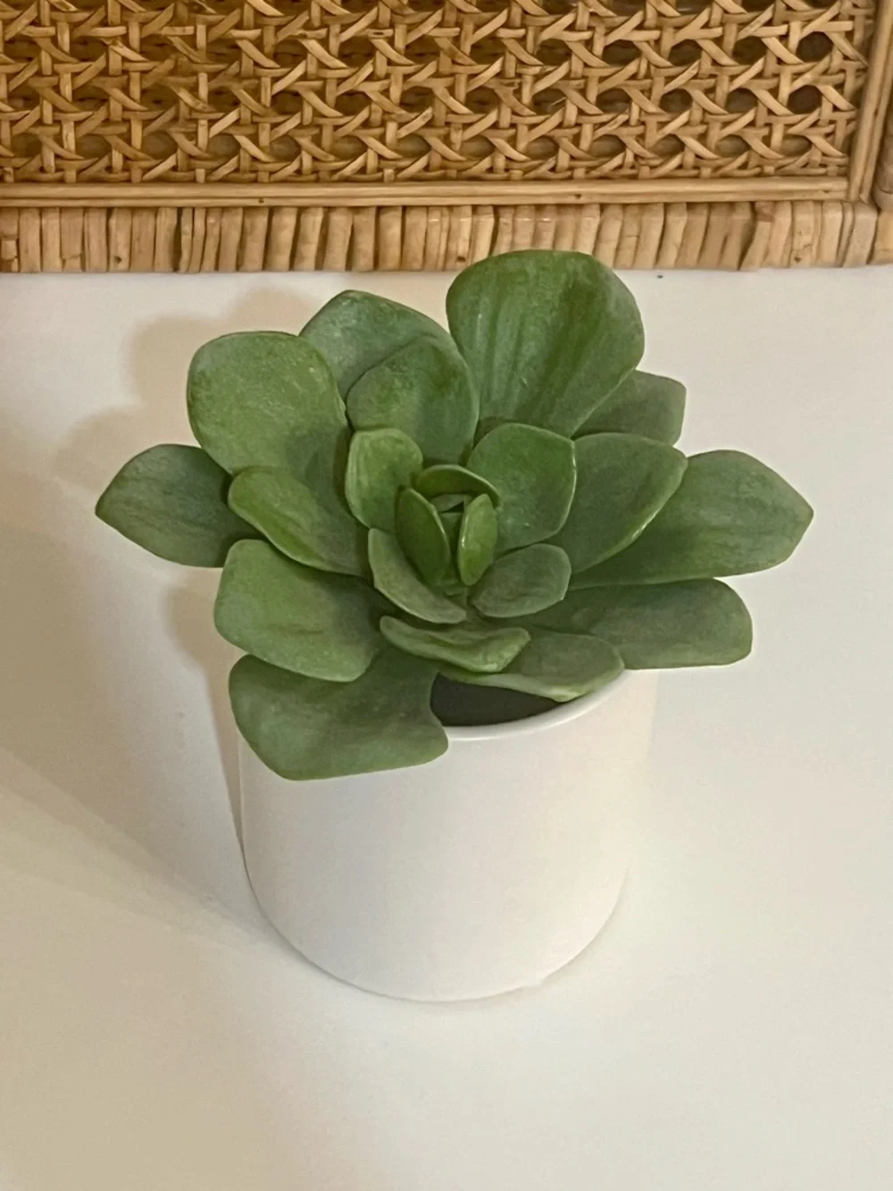 Mini Plant Succulents Home Decor Bundle Set